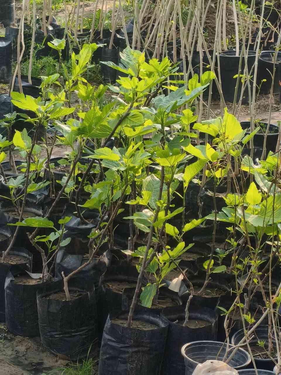 مشتل البدعه داخل ناحيه كنعان 
يتوفر فيه جميع انواع الأشجار المثمرة والحمضيات 
يتوفر فيه جميع أشجار الزينه 
يتوفر فيه نخل خضراوي 
للاستفسار الاتصال على الرقم التالي ***********
