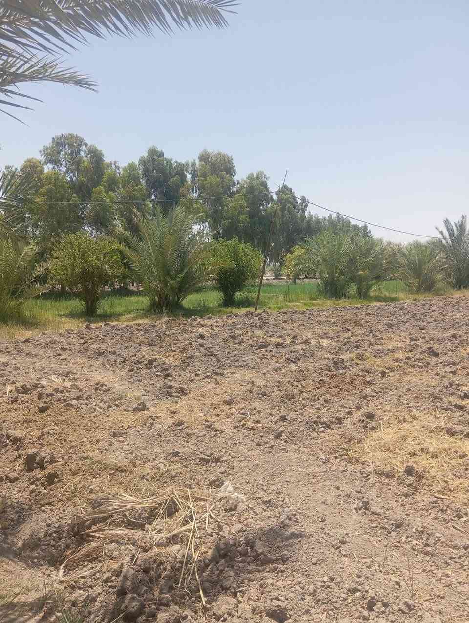 ارض زراعيه 4دونم متوفر ماء سقي وماء اساله كهرباء ثري فيكس ثلث خطوط تحتوي ع أصناف نخل ممتازه أكثر من 60نخله ارض مخدومه وتحتوي عله بيتين و محصار قريبه عل سبيس قطاع ثالث قرب ارض الحاج جليل مجيد
***********
