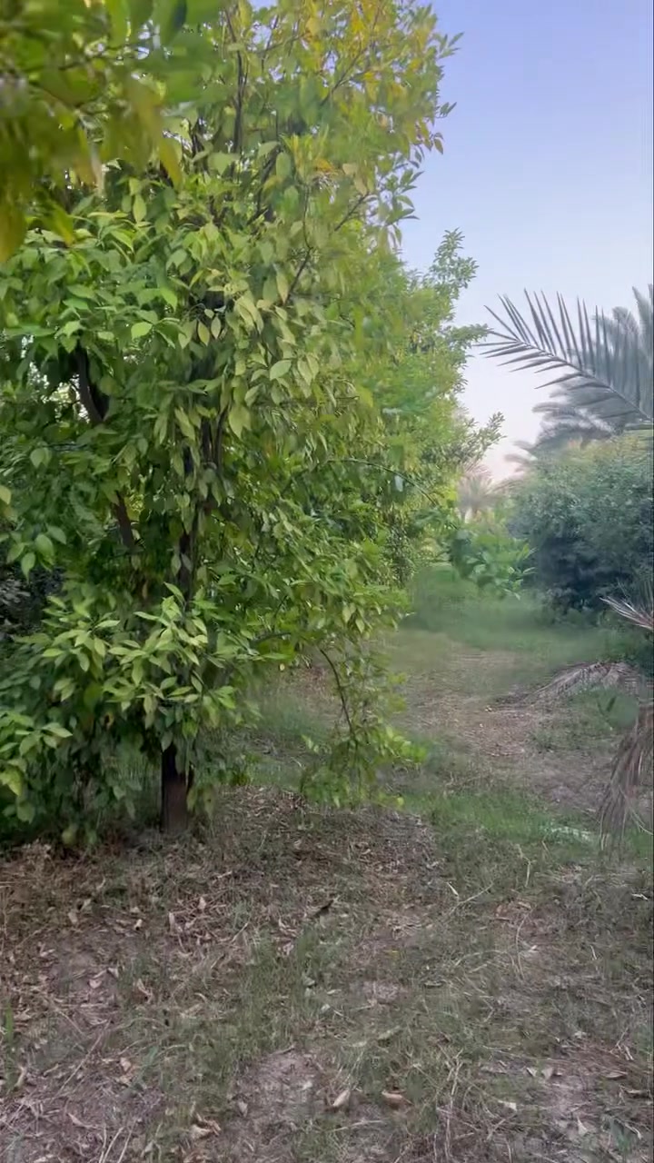 السلام عليكم 
6 دونم للبيع في واسط الصويرة منطقة الداور الشرقي تبعد عن جسر الصويرة 6 كيلو قرب مدرسة الداور الشرقي سند 25 الواجهة 72 متر النزال 208 متر بستان خير من الله تحتوي على جميع انواع النخيل والحمضيات والنفضيات تباع كاملة او على شكل دونم متوفر كافة الخدمات كهرباء وماء سقي وماء أسالة وتبعد عن التبليط 150 متر 
للأستفسار التواصل على الأرقام التالية 
***********
***********
#رامي_الزبيدي

