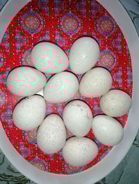 بيض فسفس هولندي وامريكي سعر البيضه الواحده 1250 للا تصال على الرقم 077...