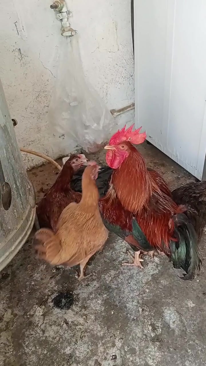 4دجاجات و2ديوجه دجاجات عرب وجداجةت كويتيات بياضات البيع


**إذا كنت صاحب هذا الإعلان وتريد حذفه لأي سبب، رجاءا أرسل رسالة إلى الدعم الفني**