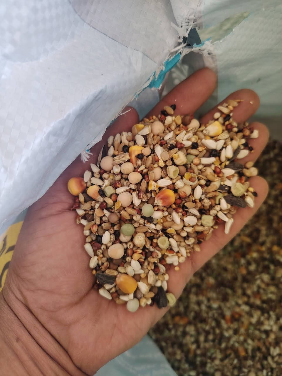 سلام عليكم اليوم تم بعون الله تعالى فتتاح محل أعلاف الشمس بلداره خادمكم سجاد العتابي قرب محلات ضياء العتابي المواد انشاىيه يوجد انواع طعام الحمام
رقم ***********
