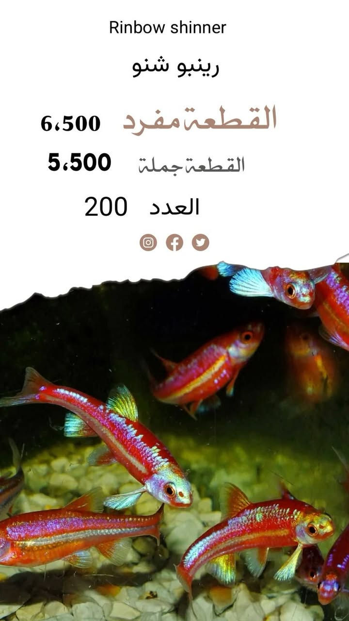 يالله تم وصول شحنة اسماك زينة وفايتر ونبات في معرض صلاح اوسكار العنوان بغداد سوك الغزل خلف مقهى برشلونة


**إذا كنت صاحب هذا الإعلان وتريد حذفه لأي سبب، رجاءا أرسل رسالة إلى الدعم الفني**