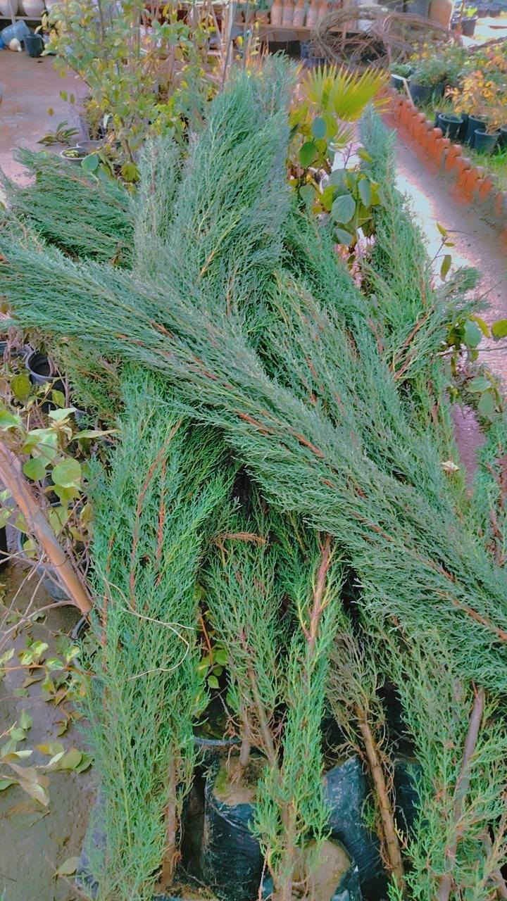 السلام عليكم 
وجبة جديده من الفواكه👇
عرموط ب 3000.
مشمش ب 3000
خوخ ب 3000
تفاح. اصفر خشن ب 3000
تفاح ابراهيمي ب 3000
ألو دموي سوري ب 3000
تين عقرة ارتفاع متر ب 2000
تكي عراقي اسود ب 3000
كالبتس ارتفاع مترين ونص ب 3000
دفله ب 2000
سبحبح ب 3000
ياس. ب 2000

عنب حلواني ارتفاع 3 امتار واكثر ب 12 
انكدنيا راتفاع مترين ب 10
برتقال ابو الصرة. ارتفاع مترين ب 8000
يوسفي فرنسي ارتفاع متر و80 ب 8000
نومي ارتفاع مترين ونص ب 8000
كالبتس ارتفاع مترين ونص ب 3000
برتقال صيني قزمي ب 8000
ربتقال صيني ارتفاع. مترين ونص ب 15000
تين اسباني. ارتفاع مترين ونص ب 7000
تين اسود عقرة  ارتفاع مترين ب 7000
مشمش عقرة ب 6000
خوخ عقرة ب 6000
عرموط جبلي ب 6000
تفاح ارتفاع اكثر. من مترين ونص ب 6000
شب الليل ارتفاع متر ونص ب 5000
برتقال ارتفاع متر ونص ب 5000
نومي ارتفاع متر ونص ب 5000
يوسفي ارتفاع متر ونص ب 5000
ثويا ب 3000


**إذا كنت صاحب هذا الإعلان وتريد حذفه لأي سبب، رجاءا أرسل رسالة إلى الدعم الفني**