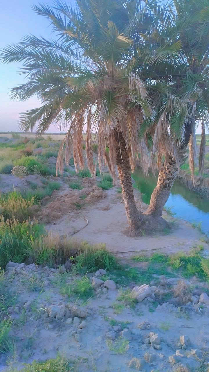 (بسم الله الرحمن الرحيم)
سلام عليكم ورحمه الله وبركاته 
ارض زراعيه (للبيع) مساحتها (15دونم) زراعي .. حدودها مرسومه وكامله ::مكانها قرية الشهيد (النخيلة)
 لل استفسار والتواصل معي او مع هذا الرقم ***********..
