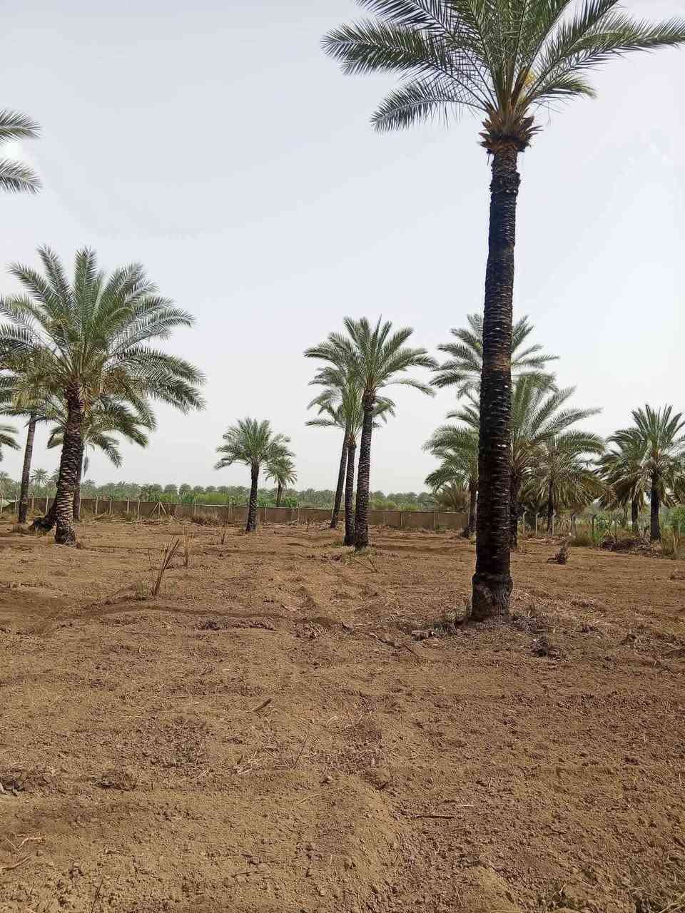 ياالله
للبيع دوانم في بغداد منطقه الراشديه

جنس العقاري سند ملك صرف تتحوال بإسم المشتري يتوفر فيه جميع الخدمات ماء اساله وماء روئي وكهرباء ويوجد

سعر مناسب جدان ترهم ستثمار وه مزرعه متنفس الك وه مزرعه الإيجار سوه انته سعر مناسب جدان

لاستفسار تصل رقم او مراسلة ***********
