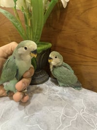 غندورات • اليفه • متعلمات على الزق