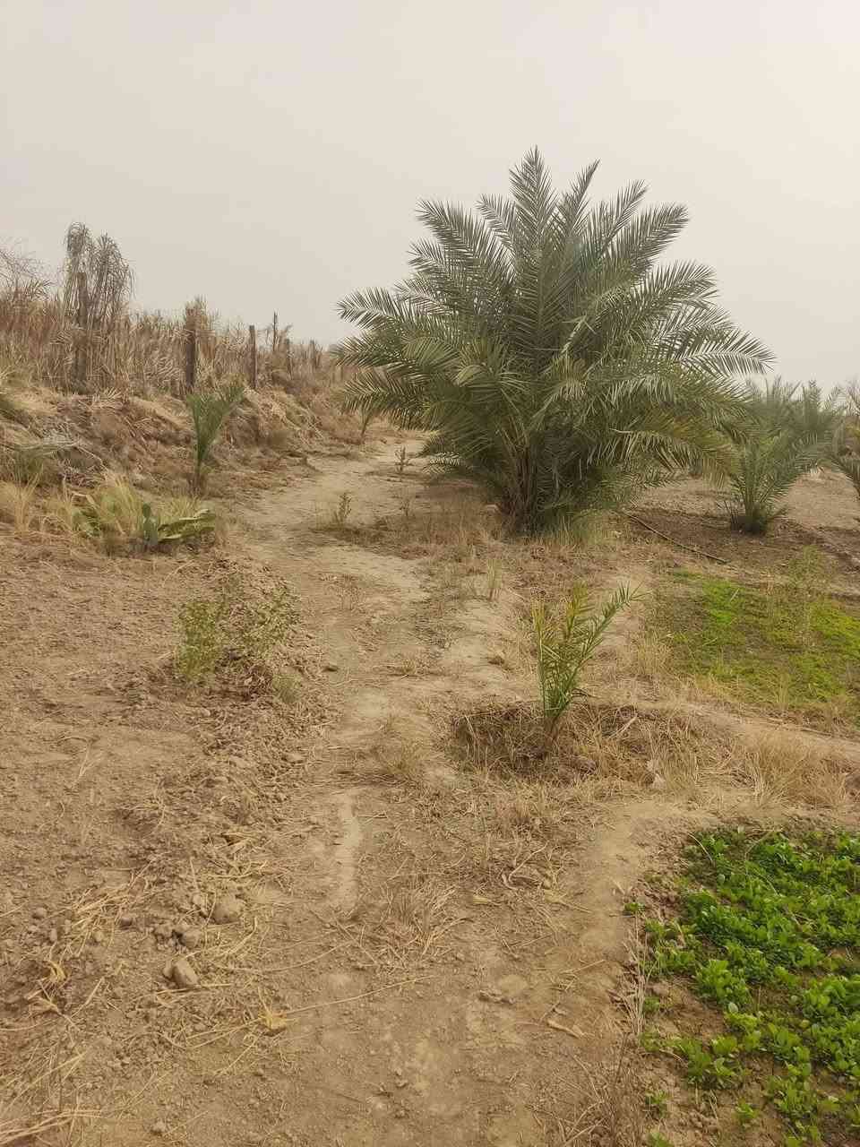 السَلآْم عَلْيُكّمٌ وٍرٍحَمُةّ الله وٍبُرٍكآتُهْ.🌿
بستان مع بيت غرفه ومطبخ وصحيات خارجية زراعي گرمه بني سعيد على نهر الحميدي على اطراف گرمه بني سعيد موقعه  خلف الهرد  النهر بصفه ماء وماطور أيضآ 

المساحه 1850متر 

البستان بيه 63 نخله ونبك ورد النخل بيه افضل نوعيه 

السعر مناسب 💵 40 وبيه مجال 

نستقبل كافة العروض سوك شيوخ وگرمه بني سعيد 

مراسله 📩 الصفحه او الاتصال 📞 على رقمي التالي
 ***********
متواجدواتساب 👆
