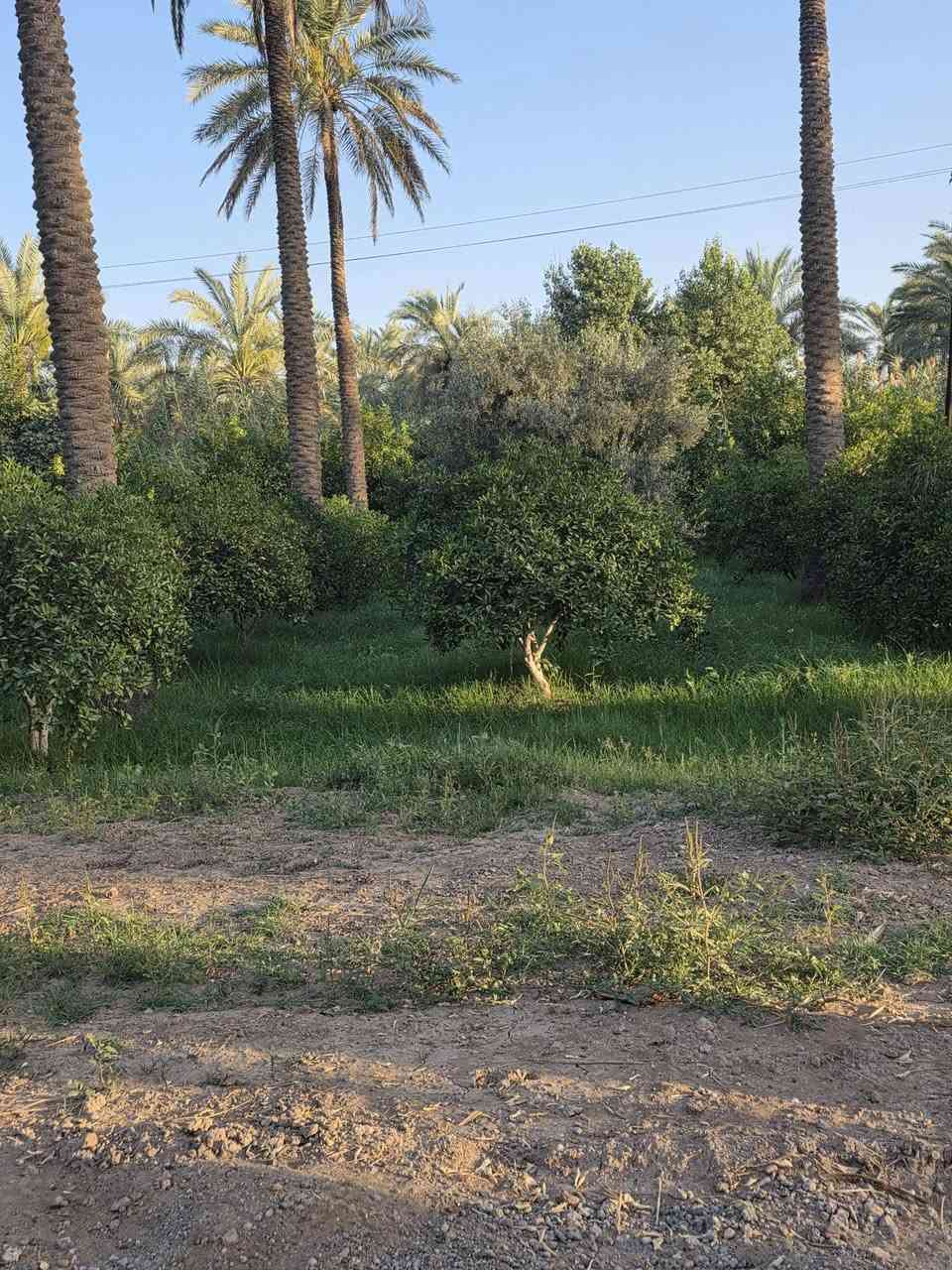 السلام عليكم ورحمة الله وبركاته🫱🏽‍🫲🏻قطعة أرض للبيع🏞
 المساحة 800متر الواجهة 20نزال 43يتوفر فيها ماء ⛲وكهرباء 💡وكافة الخدمات ‼️
موقع مميز جداً 🌷
العنوان: بغداد/التاجي/شيخ حمد/قرب مزرعه العصفور 🏝
للاستفسار الاتصال على الارقام الاتيه 
كورك: ***********📞
اسيا: ***********📞
#مَكتب_ديرتنا_للعقار🏢
#بإدارة_أحمد_أبومصطفى 🌷
