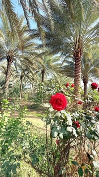 سند طابو • ٢٥ زراعة • خلف مدينة الزائرين