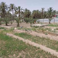 بيتين للبيع • ١٤٠٠م • ناحية المصطفى