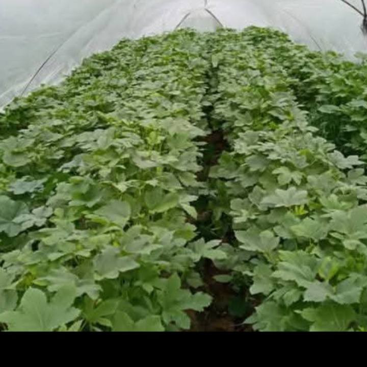 بذور باني متعهد منا للحوي احسن بانيه العمرانيه بانيه فول الرقم ***********
