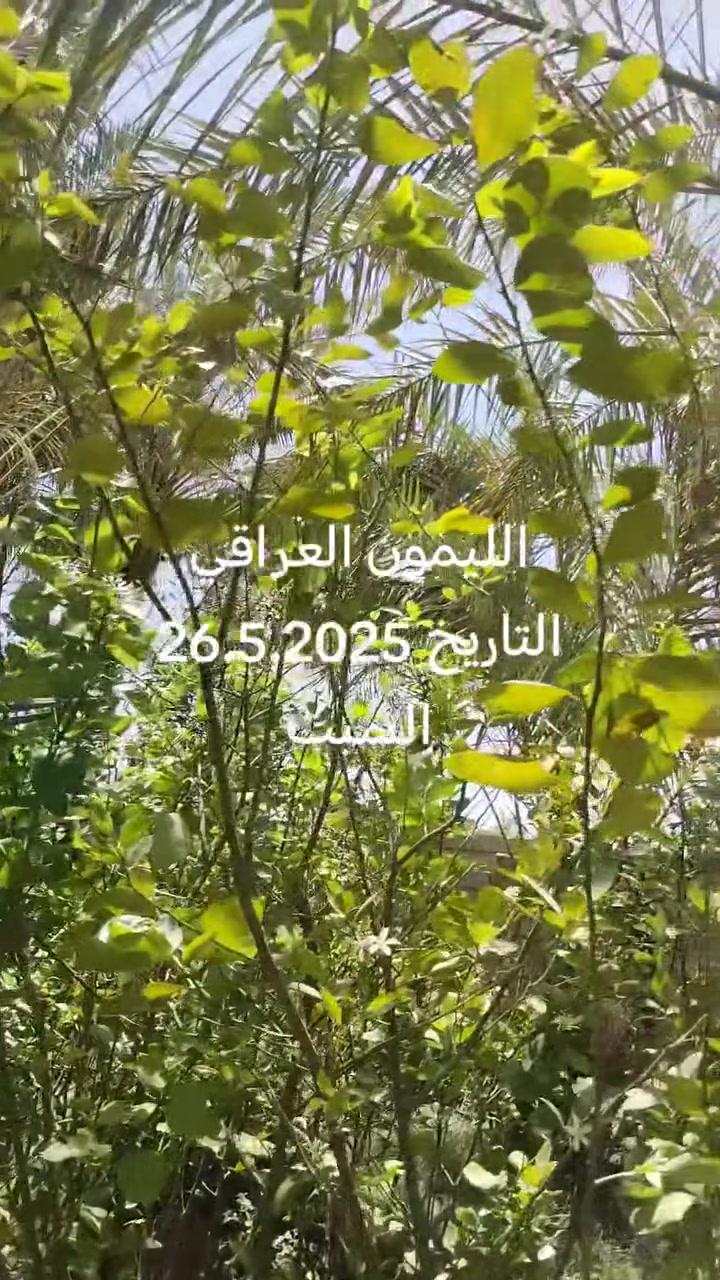 السلام عليكم ورحمة الله وبركاته
الليمون العراقي ذات انتاج غزير وحجم كبير وطعم لذيذ
***********
