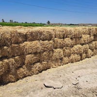 يوجد لدينا  كبس شعير   سعر الكبسه ب 2000دينار ‏‪07845082545‬‏ بغداد ال...