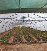 تركيب بيوت بلاستيكية • تغليف بيوت محمية • طريق الفلاح