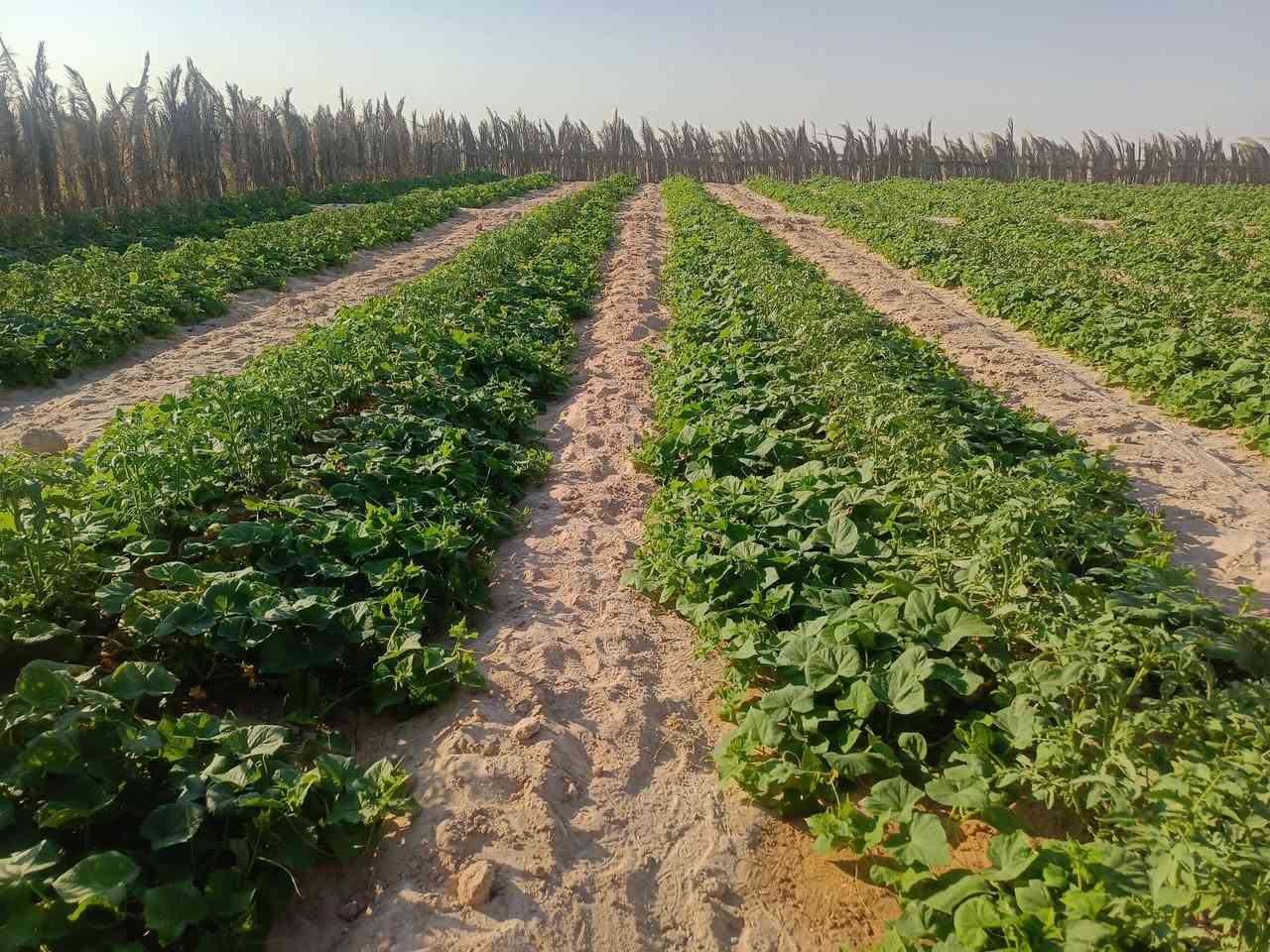 ع بركه الله وصول خيار نكرس الئ مكتبنا مكتب الانوار التجهيزات الزراعيه للعنوان النجف الحيدرية خان النص طريق الحولي ***********

