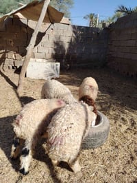 طليان فحله • ٤ شلع • توصيل مجاني