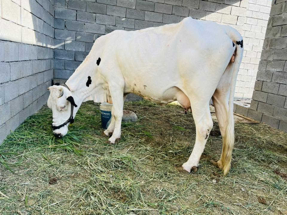 هايشه فرنسية رقم واحد وراها حولية عمرها 3 اشهر ثالث بطن وماخذهً فحل صارلها شهر ونص تحلب وكتين مكفوله عله كل عيب دابه حلوه وخشنه  مال جناي سعرها 4200الشراي يتصل وبيه خير ويدلل *********** مكاني الانبارً فلوجة صقلاوية
