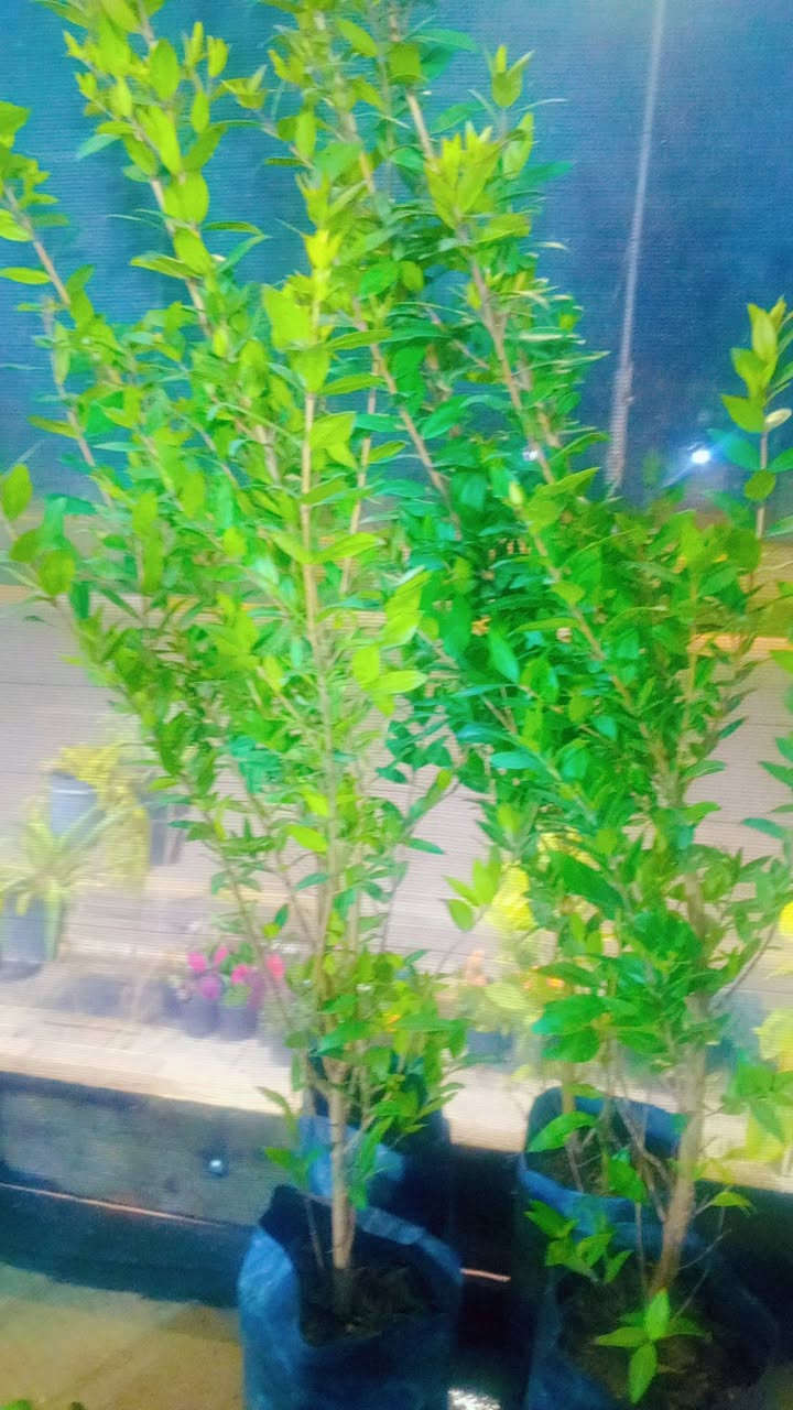 مشتل المدينة انسب الأسعار توصيل داخل النعمانيه مجاني العنوان طريق مثلث الكلابين قرب اسواق طريق الجنه ***********
