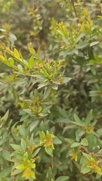 سامراء • زيارة مجانية • ٢٢ رمضان