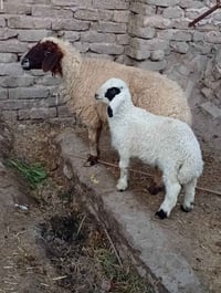 نعجه • مطفل • ثدي عايب