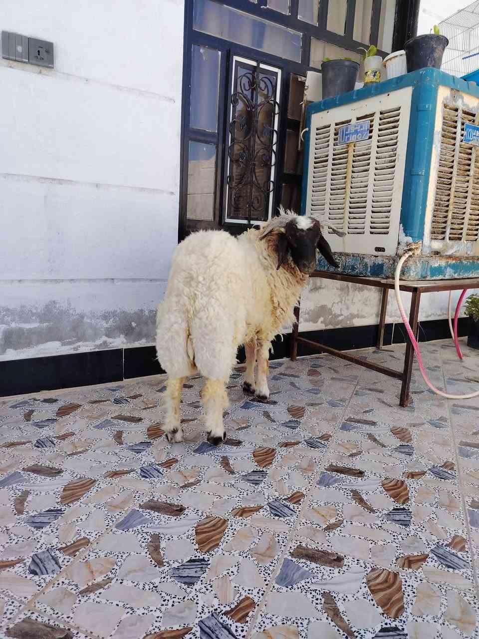 خروف فول لحم يرهمن ذبح أو يرهمن فحل على گل عيب ايذب فوك ال 25 گيلو مكاني مقابل جامعة تكريت للاتصال ***********
