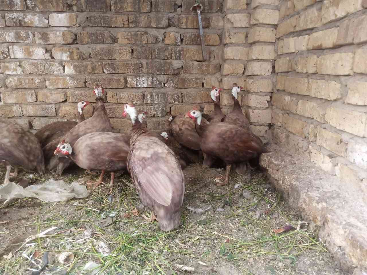 متوفر بجميع الوانه 
احمر ؤ اسود ؤ ابيض ؤ رصاصي 
ومتوفر دجاج ابراهما خط اول 
ؤ متوفر دجاج الاستارلوب الماني درجة اولى 
ومتوفر افراخ قبج بجميع الوانه 
ؤ متوفر فسيفس افراخ ؤ امايات بياض 
ؤ كرك درجة اولى 
للتواصل اؤ للاستفسار على الارقام التالية 
***********
