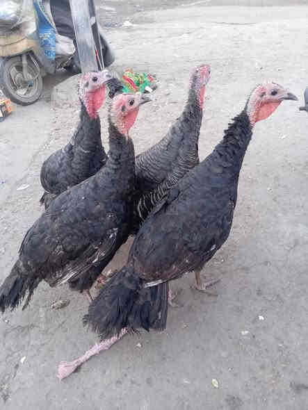 متاح علويات للبيع عداد 4 اسواد فرنسي اسمان انضاف فول خشنات اكبار نشطاط ملقحات كامل لقحات فرنسي اسود حجري مكان موصل جانب الايمن
***********
***********
