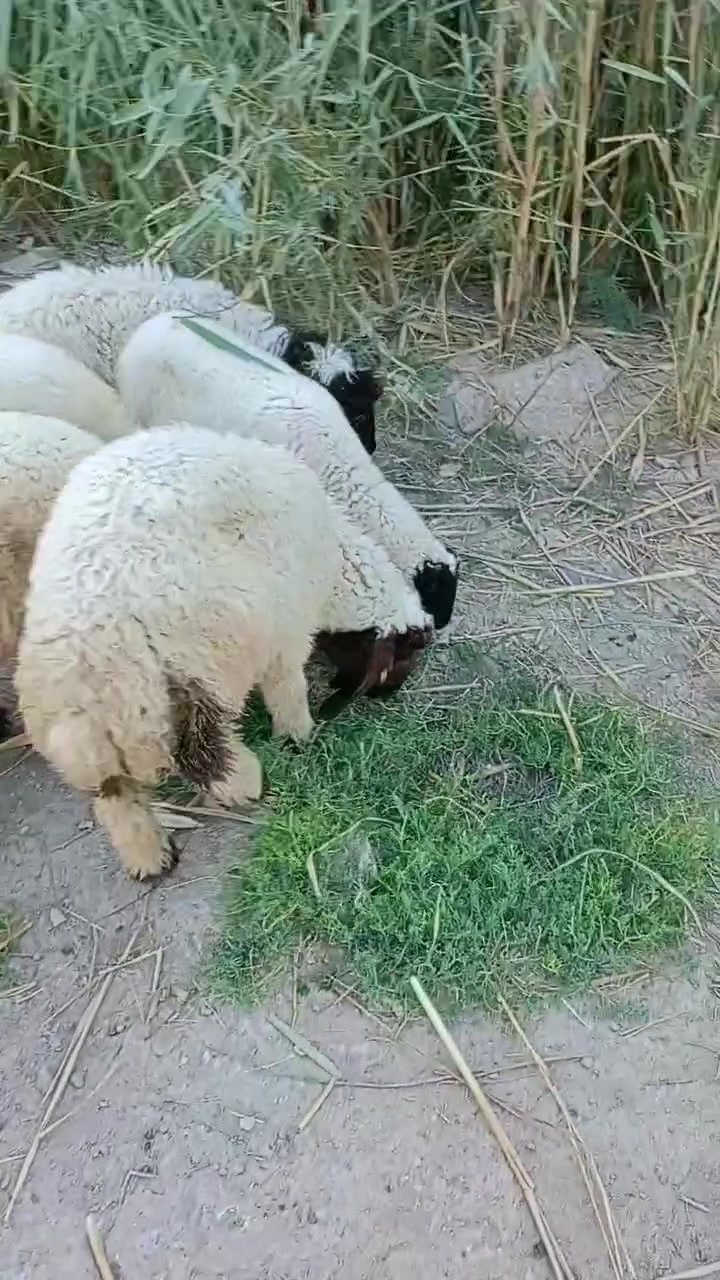 5طليان للبيع كصه وحده 2نثايه و3ذكوره طليان حلوات مال نذر الشراي بيه خير ويدلل مكان الكوت الخاجية شارع بدرة وهذا رقمي ***********
