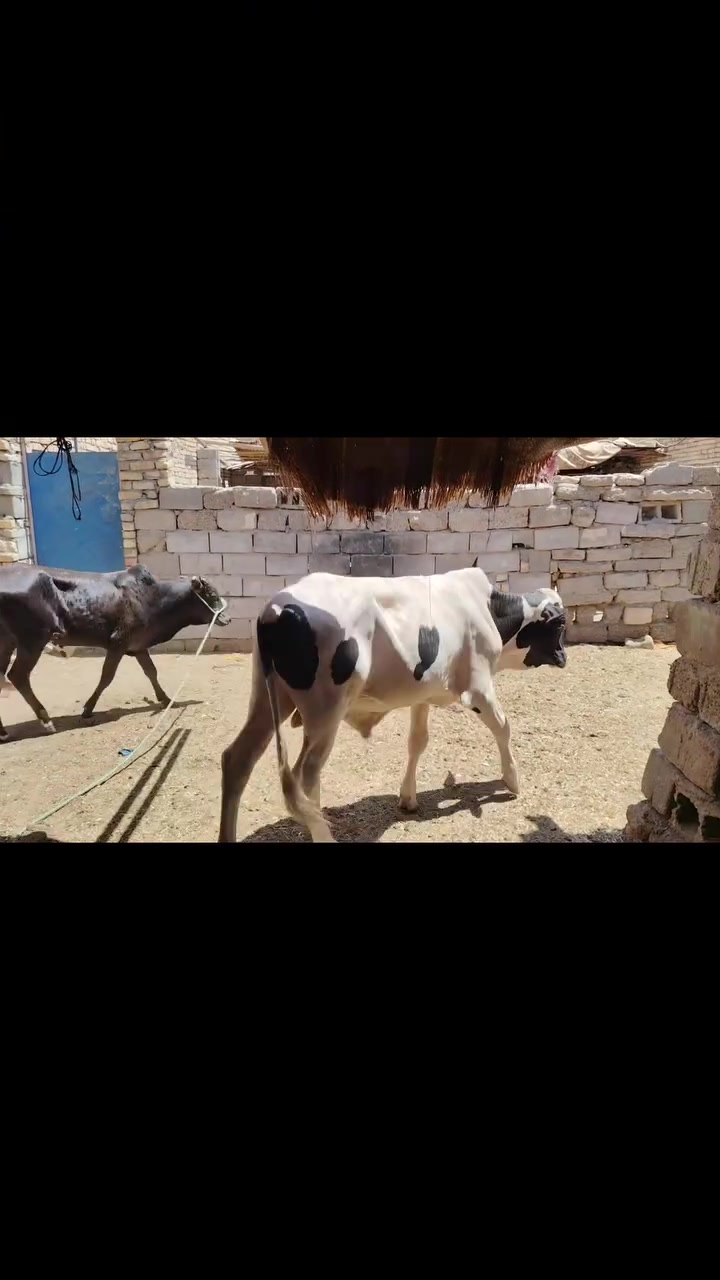عجول العد 3  كلمن وسعره مكان ميسان العماره ***********
