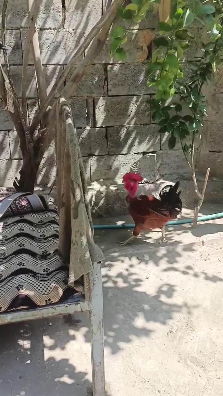 سلام عليكم شباب عندي زوج دجاج عرب فول بياض النشاط فول معا ديوجه اثنين رمادي شارع40


**إذا كنت صاحب هذا الإعلان وتريد حذفه لأي سبب، رجاءا أرسل رسالة إلى الدعم الفني**