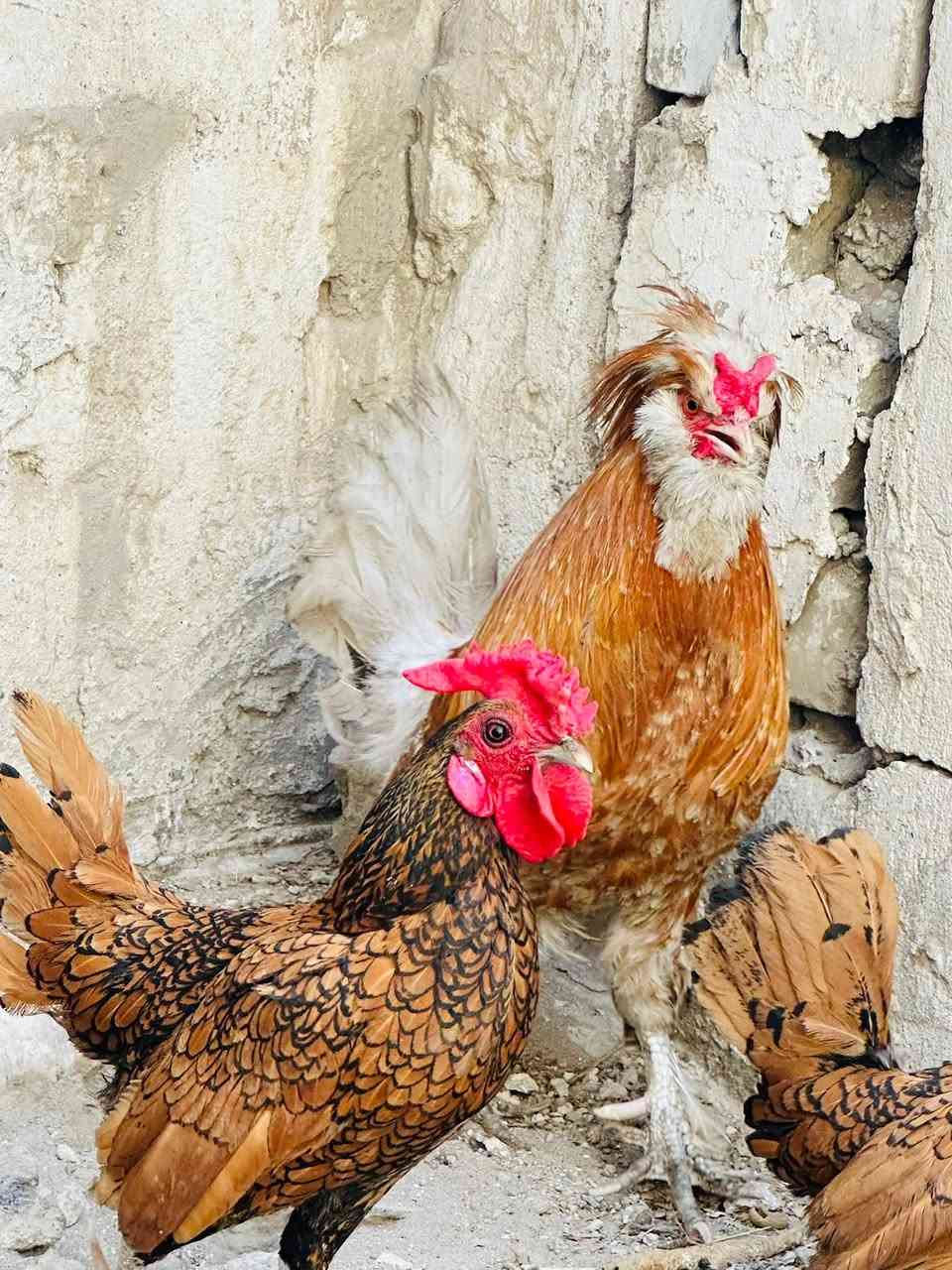 للبيع


**إذا كنت صاحب هذا الإعلان وتريد حذفه لأي سبب، رجاءا أرسل رسالة إلى الدعم الفني**