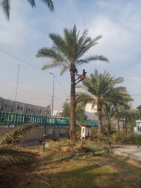 تنضيف كافت انوع النخيل وقطع النخيل والشجار 07768314844