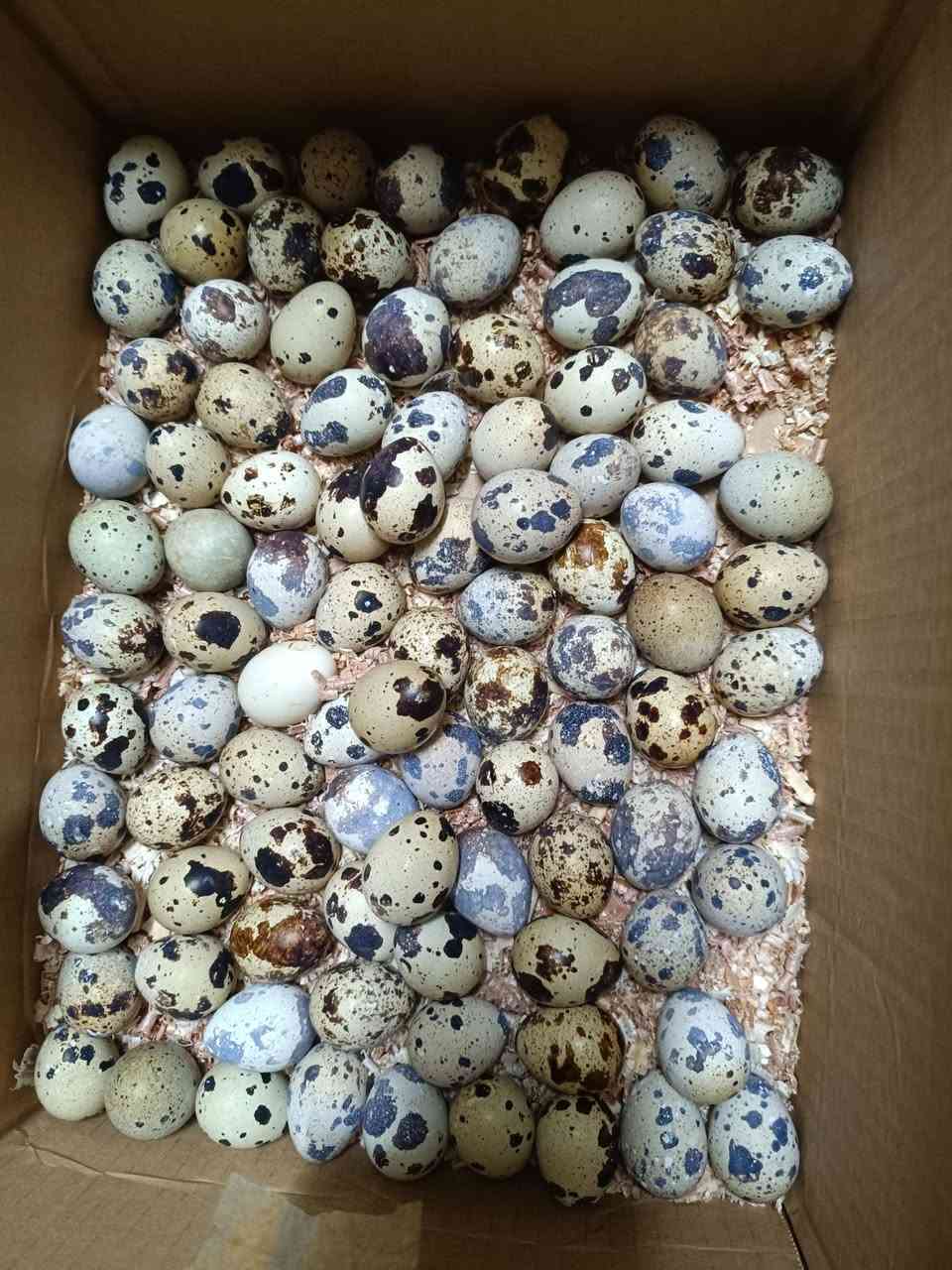 سلام عليكم متوفر بيض سمان جديد يوميه كول يومين تقريبا 150 بيضه سعر ال 100 بيضه 15 الف مكاني كركوك الي يريد يحجز خلي يخابرني  عالخط او واتس اب 
***********
