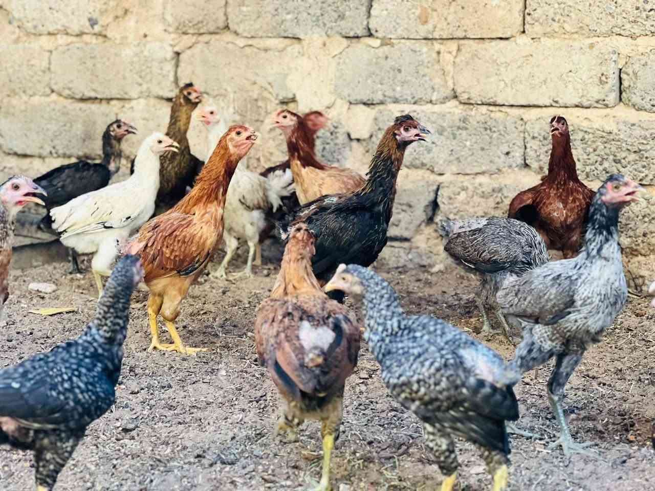 السلام عليكم يوجد دجاج عرب فراريج حصرا يعني ديوكه ماعندي فراريج سعر الزوج 19 البيع شلع 15 زوج يعني 30 وحده مكاني الحجاج ***********

