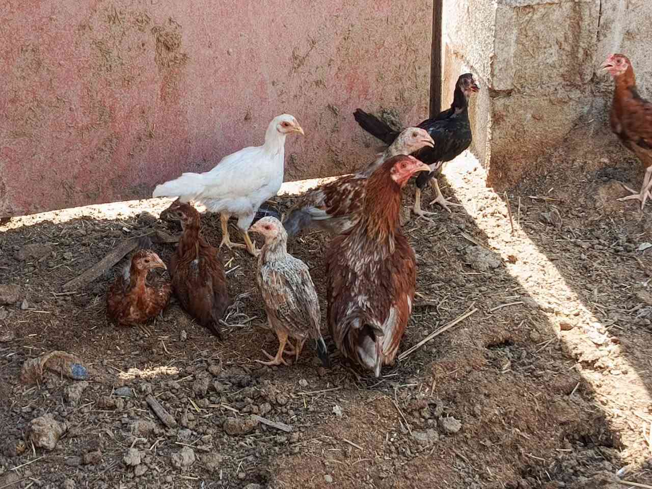 سلام عليكم فراجات للبيع مكان سوك شيوخ كرمه حسن عدد 16 كلهن للبيع اتصال او تواصل واتساب عل رقم ***********
