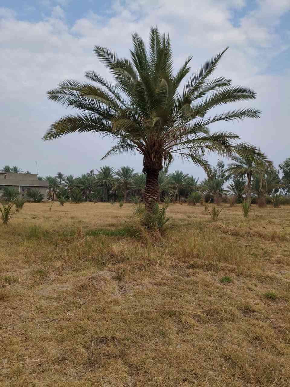 قطعة ارض #للبيع  
طابوو زراعي سند 25 تحويل
مع بيتين الاول حديث والآخر بناء قديم
المساحة 6 دونم ونصف
الموقع /بابل/مشروع المسيب/منطقة البدعه
قرب مدرسة المآثر الابتدائية 
كامل الخدمات ماء كهرباء وشارع للأرض 
السعر// 225 وبي مجال 

للأستفسار الاتصال على:
***********
او واتساب 
***********
