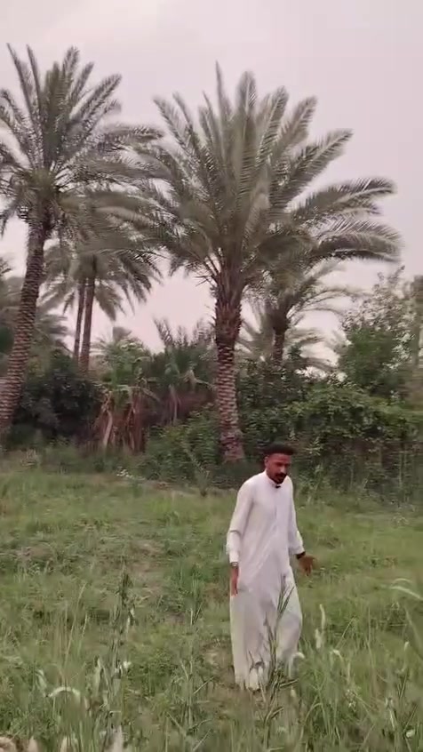 ارض 1000متر واجه 50نزال 20 بيه 23نخله  برحيه طابو زراعي سند 25 عنوان حله شارع 100 عبر الروائى تبعد عن  الشارع 50متر السعر 140وبيه مجال تصلح كلشي الاتصال على الرقم ***********
