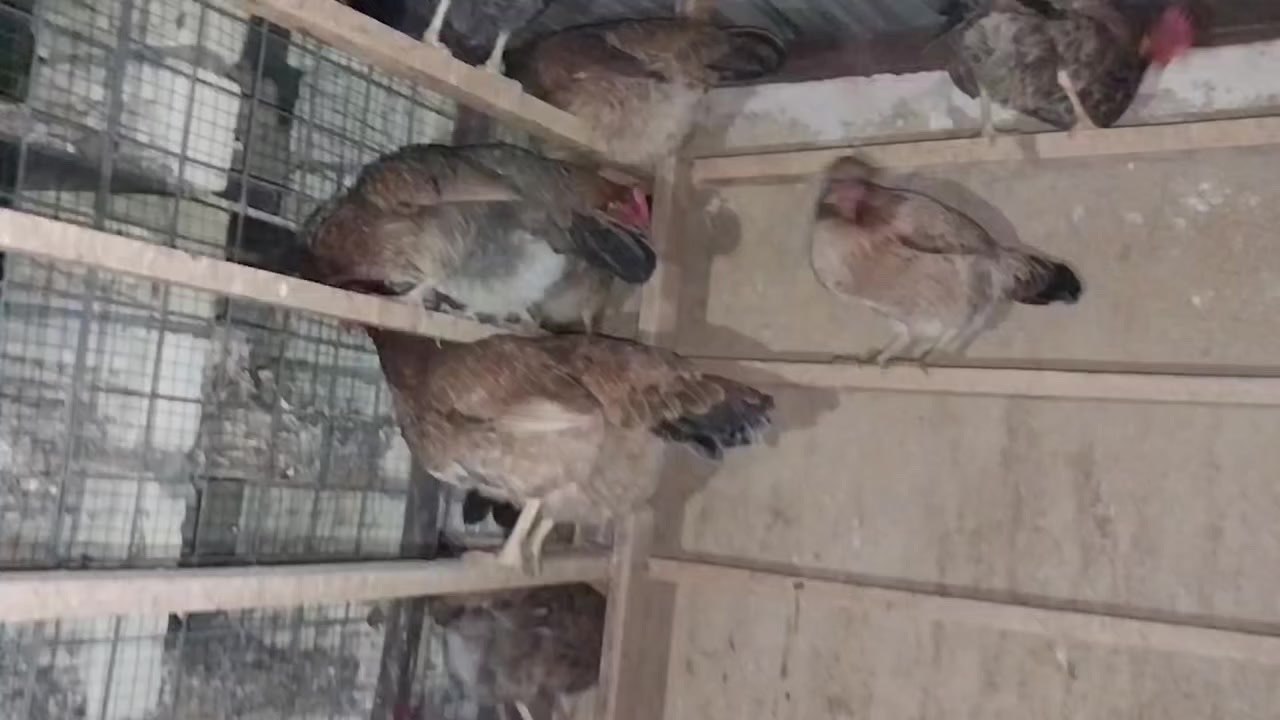 بسم الله الرحمن الرحيم 
اللهم صل على محمد وال محمد 
متاح بيض دجاج كويتي اصلي ضمان نسبة التفريخ تقريبا٩٥%
الانواع 
(كحلي +شمسي + دندراوي )
ضمان ٢٢ يوم بانه يكون كويتي (افرك)
للاستفسار مراسلة فقط واتساب ***********
