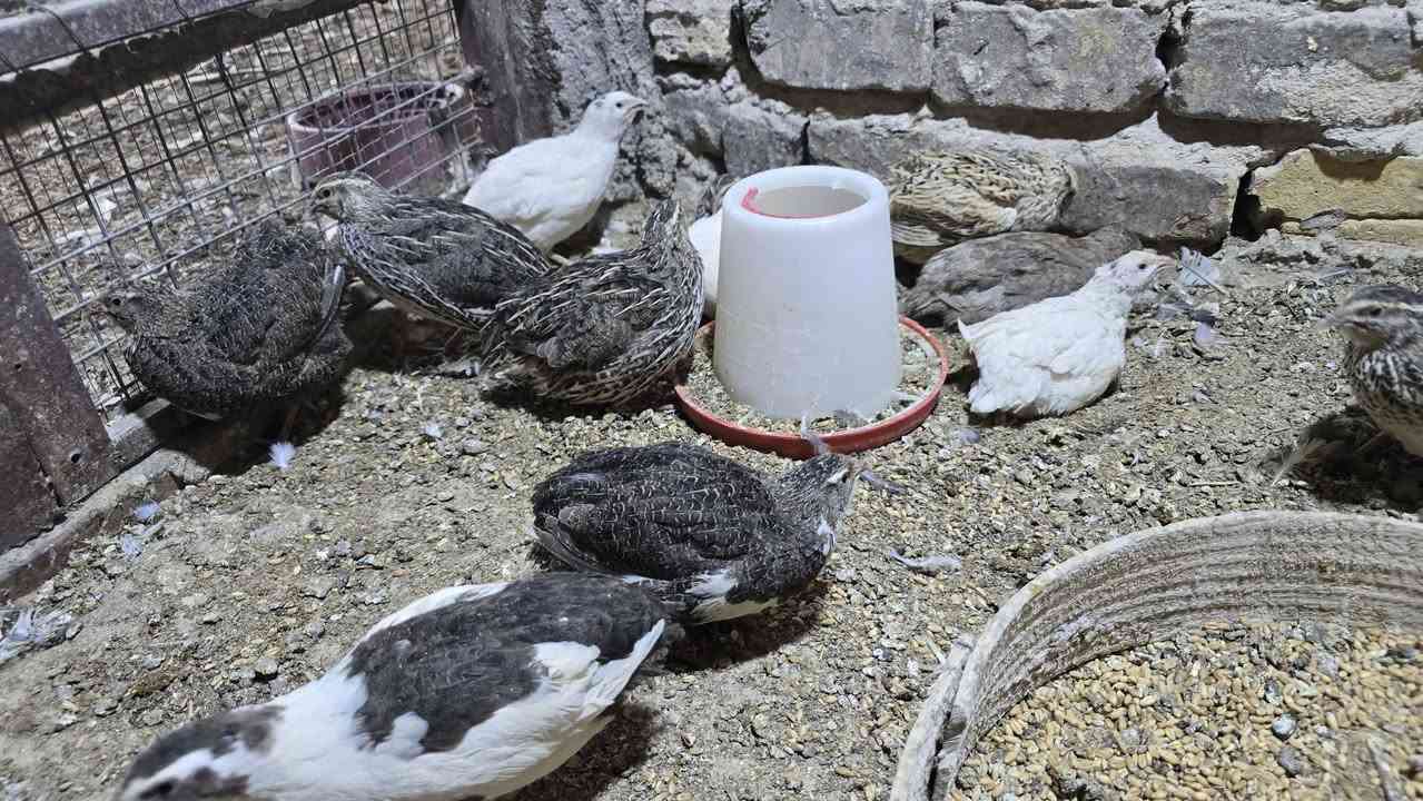 العدد ١٢ كلهن نثايه  ب ٢٥ قفل كربلاء


**إذا كنت صاحب هذا الإعلان وتريد حذفه لأي سبب، رجاءا أرسل رسالة إلى الدعم الفني**