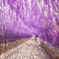 الى عشاق النوادر   وصلنا جديد  من اجمل المتسلقات  شجرة الويستيريا  الو...
