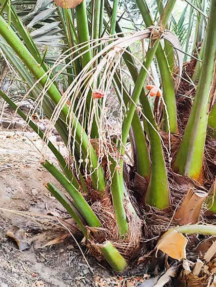 السلام عليكم ورحمة الله وبركاته
يتوفر فسائل نخيل #برحي نسيجي عدد الفسائل 7 العنوان  البصرة القبلة حي الشهداء لتواصل ***********
(الاسعار مناسبة) 
#وافق ادمن مع الشكر والتقدير
