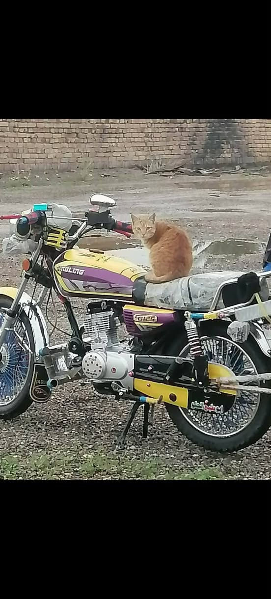 السلام عليكم ورحمه الله وبركاته دراجه تايكر موديل 2024اوراق أصولي مرقم فحص المكان ديالى الخالص هبهب وبشرط دراجه بعده عل سحك ماماشيه قليل السعر 850وبيه مجال قليل للاستفسار  الرقم ***********متواجد
