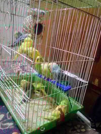 طيور الحب • العدد ١٢ • على الخاص