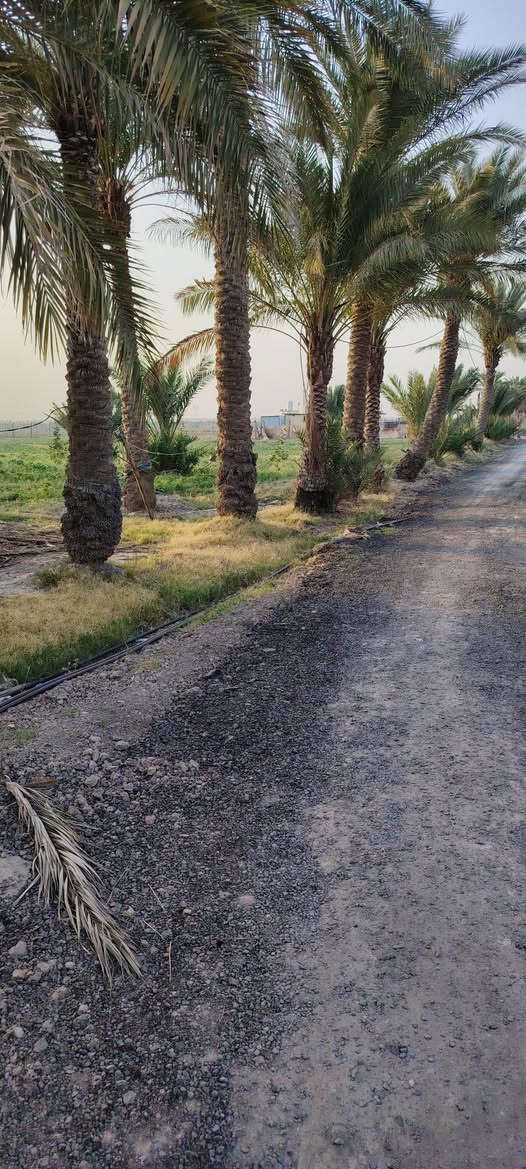 🏡✨ فرصتك تملك أرضك في بغداد – أبو غريب!
📍 دوانم طابو زراعي (سند 25) للبيع
بمواقع مميزة ومساحات مختلفة 🌾

💧 تتوفر جميع الخدمات:
ماء ✔️ كهرباء ✔️ طرق معبّدة ✔️

🚗 تبعد فقط 5 دقائق عن الخط السريع
⏱️ و15 دقيقة عن ساحة اللقاء

💰 الأسعار تبدأ من 60 إلى 90 مليون حسب الموقع والموقع المميز 🔥
📜 طابو رسمي أبو غريب

📞 للاستفسار والتفاصيل اتصل الآن: ***********
📍 أو زورونا في مكتبنا قرب مركز شرطة عكركوف

🏡 لا تضيع الفرصة... الأرض ما تعوّض ✨
