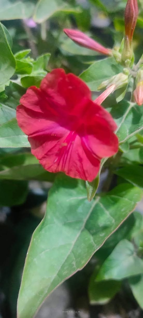 الصور منقولة
لالة عباس 
نبات حولي معمر (جذوره تبقى بالأرض و تنبت بالربيع) مقاوم  لجميع الظروف المناخية 
يتكاثر بالبذور 
ازهاره عطرية 
يزرع بالربيع 
تتوفر بذوره بسعر الفين دينار للمغلف     
بابل إسكندرية يتوفر توصيل لكل المحافظات ان شاء الله


**إذا كنت صاحب هذا الإعلان وتريد حذفه لأي سبب، رجاءا أرسل رسالة إلى الدعم الفني**