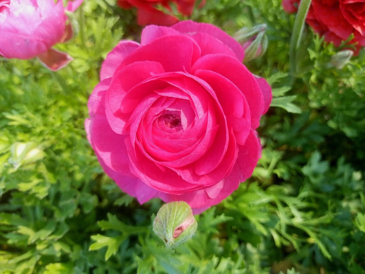 مشتل سناريا سايدين المحاربين وصول وجبة جديدة من نباتات الزينة والأزهار


**إذا كنت صاحب هذا الإعلان وتريد حذفه لأي سبب، رجاءا أرسل رسالة إلى الدعم الفني**