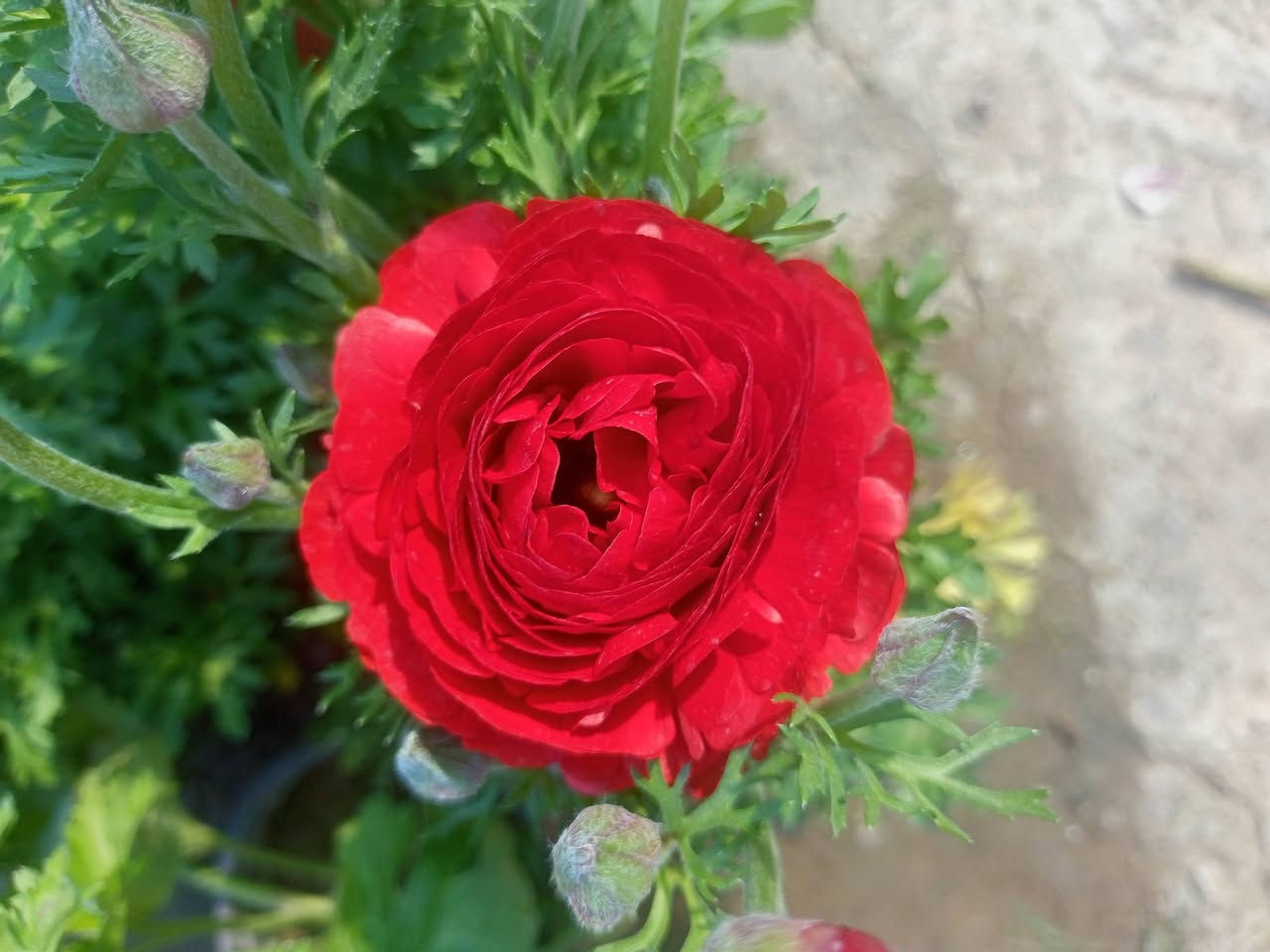 مشتل سناريا سايدين المحاربين وصول وجبة جديدة من نباتات الزينة والأزهار


**إذا كنت صاحب هذا الإعلان وتريد حذفه لأي سبب، رجاءا أرسل رسالة إلى الدعم الفني**