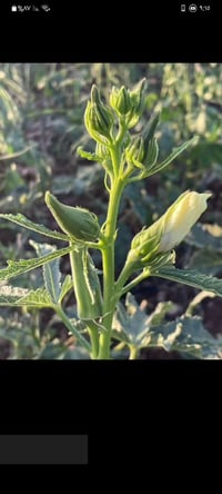 بزر بانيه فرنسيه • الناصرية قلعة سكر