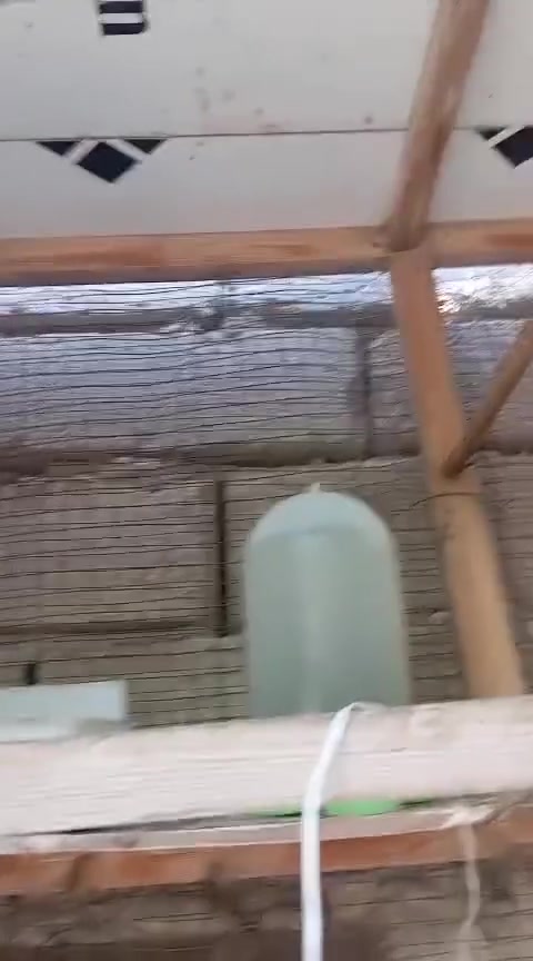 السلام عليكم زوج بلابل للبيع مضمونات الطيور والسعر 100 او بيها المجال قضاء المدينه بني اللي يريدهن بخدمته وهذا تصويرهن


**إذا كنت صاحب هذا الإعلان وتريد حذفه لأي سبب، رجاءا أرسل رسالة إلى الدعم الفني**